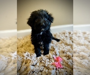 Aussiedoodle Puppy for Sale in CROSSVILLE, Tennessee USA