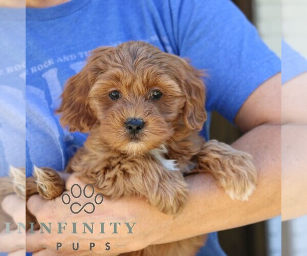 Medium Photo #3 Goldendoodle (Miniature) Puppy For Sale in NARVON, PA, USA