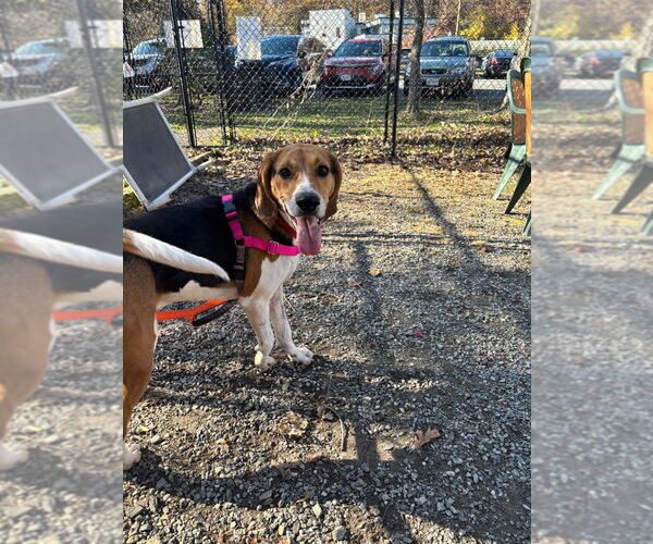 Medium Photo #3 Mutt Puppy For Sale in Elmsford, NY, USA