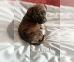 Small Labrador Retriever Mix
