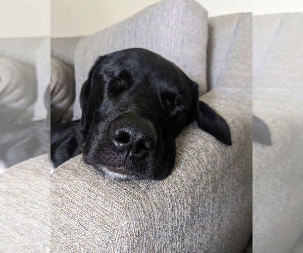 Medium Photo #3 Labrenees Puppy For Sale in Thomasville, NC, USA