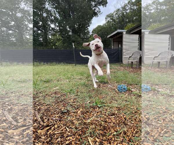Medium Photo #2 American Pit Bull Terrier-Unknown Mix Puppy For Sale in Rustburg, VA, USA
