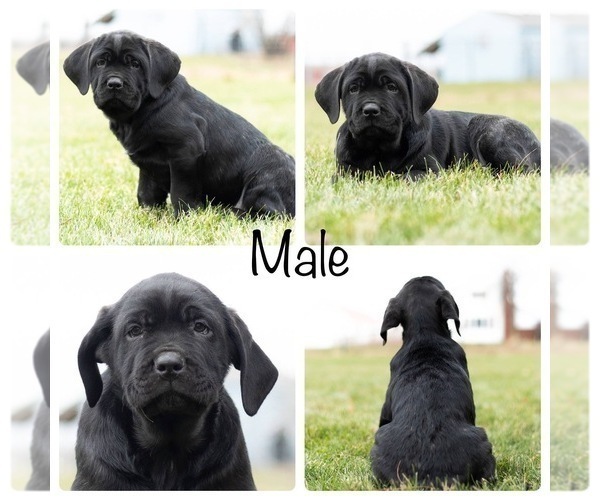 Medium Photo #1 Cane Corso Puppy For Sale in MENTONE, IN, USA