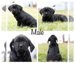 Small Photo #1 Cane Corso Puppy For Sale in MENTONE, IN, USA