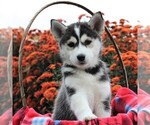 Small Bluetick Coonhound-Siberian Husky Mix
