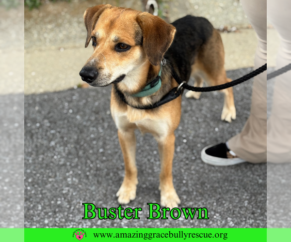Medium Photo #5 Beagle-Coonhound Mix Puppy For Sale in Pensacola, FL, USA