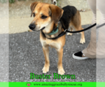Small #4 Beagle-Coonhound Mix