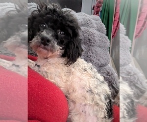 Poodle (Toy) Puppy for sale in GOSHEN, IN, USA