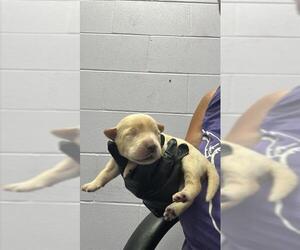 Labrador Retriever-Unknown Mix Dogs for adoption in Corpus Christi, TX, USA