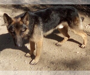 Father of the German Shepherd Dog puppies born on 05/29/2026