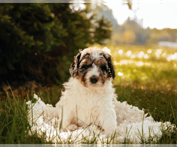 Medium Photo #1 Bernedoodle Puppy For Sale in BATTLE GROUND, WA, USA