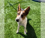 Small #2 Mutt