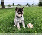 Small Photo #7 Alaskan Klee Kai Puppy For Sale in WILLIAMSBURG, OH, USA