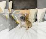 Small Photo #10 French Bulldog Puppy For Sale in MISSION HILLS, CA, USA