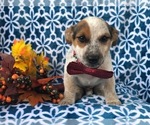 Small Photo #4 Australian Cattle Dog-Jack Russell Terrier Mix Puppy For Sale in LAKELAND, FL, USA