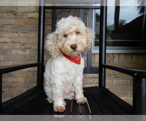 Cockapoo Puppy for sale in MILLERSBURG, OH, USA