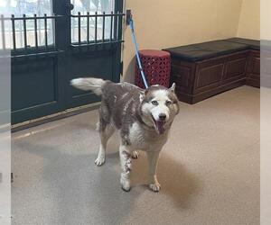 Siberian Husky Dogs for adoption in Pasadena, CA, USA