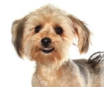 Small #1 Poodle (Miniature) Mix