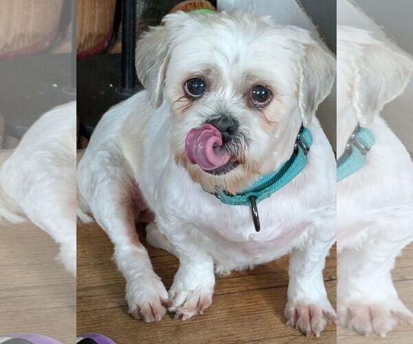 Medium Photo #3 Shih Tzu Puppy For Sale in Brooklyn Center, MN, USA
