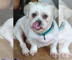 Small #2 Shih Tzu