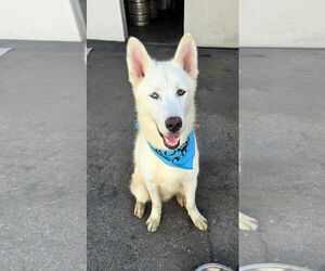 Huskies -Siberian Husky Mix Dogs for adoption in Newport Beach, CA, USA