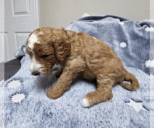 Medium Photo #11 Goldendoodle Puppy For Sale in COLLINSVILLE, IL, USA