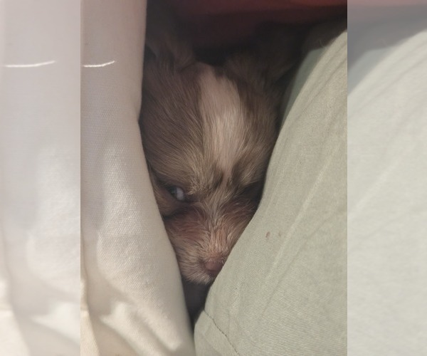 Medium Photo #7 Maltipom-Pomeranian Mix Puppy For Sale in HUDSON, MA, USA