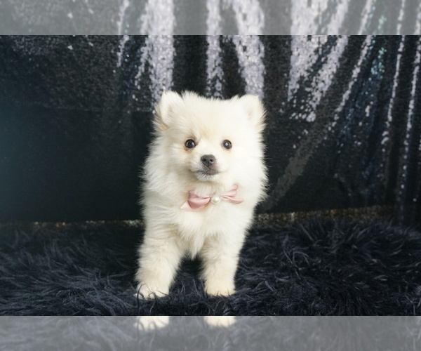 Medium Photo #33 Pomeranian Puppy For Sale in WARSAW, IN, USA