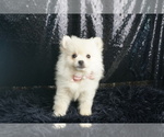 Small Photo #33 Pomeranian Puppy For Sale in WARSAW, IN, USA