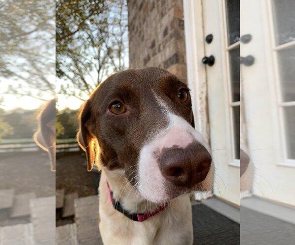 Medium Photo #10 Pointer-Unknown Mix Puppy For Sale in Woodbury, NY, USA