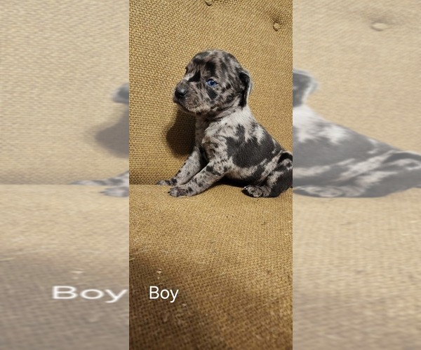 Medium Photo #4 Catahoula Leopard Dog-Rottweiler Mix Puppy For Sale in BRADFORD, NY, USA