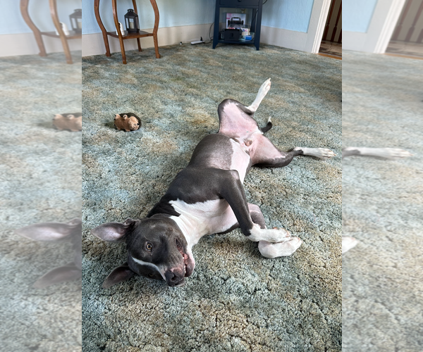 Medium Photo #2 American Pit Bull Terrier-American Staffordshire Terrier Mix Puppy For Sale in Caribou, ME, USA
