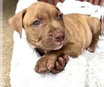 Puppy 5 American Pit Bull Terrier-American Staffordshire Terrier Mix
