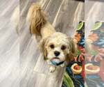 Small #1 Lhasa Apso