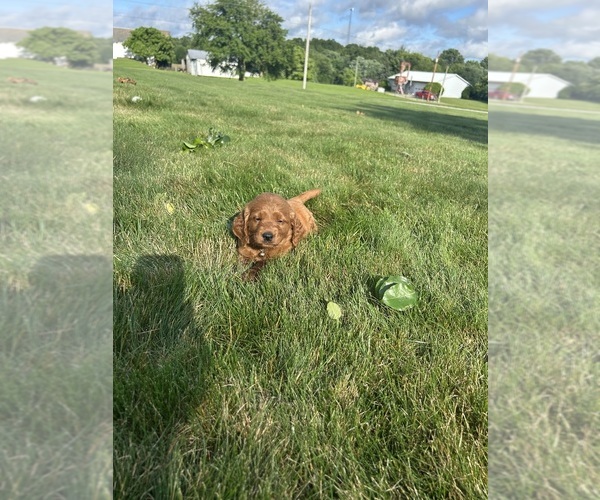 Medium Photo #21 Goldendoodle (Miniature) Puppy For Sale in FREDERICKSBG, OH, USA