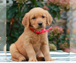 Macy - Female Golden Retriever Puppy for Sale - Photo #2