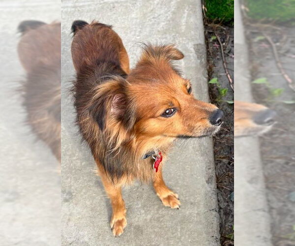 Medium Photo #4 Chiranian Puppy For Sale in San Diego, CA, USA