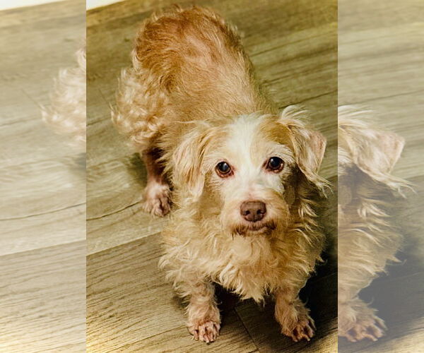 Medium Photo #1 Dachshund-Unknown Mix Puppy For Sale in Weston, FL, USA