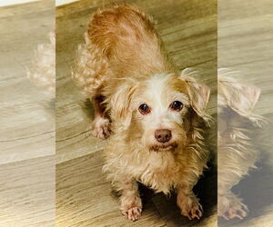 Dachshund-Unknown Mix Dogs for adoption in Weston, FL, USA