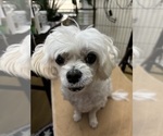 Small Photo #1 Maltese Puppy For Sale in HARVEST, AL, USA