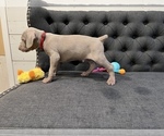 Small Photo #7 Weimaraner Puppy For Sale in MIDDLETOWN, OH, USA
