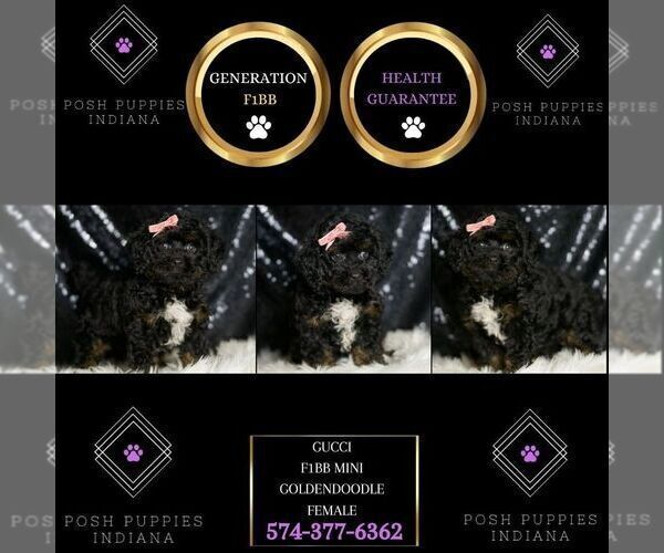 Medium Photo #10 Goldendoodle (Miniature) Puppy For Sale in WARSAW, IN, USA