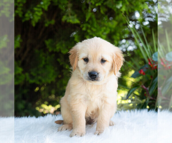 Medium Photo #4 Golden Retriever Puppy For Sale in NEWPORT, PA, USA