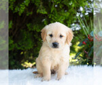 Small #3 Golden Retriever