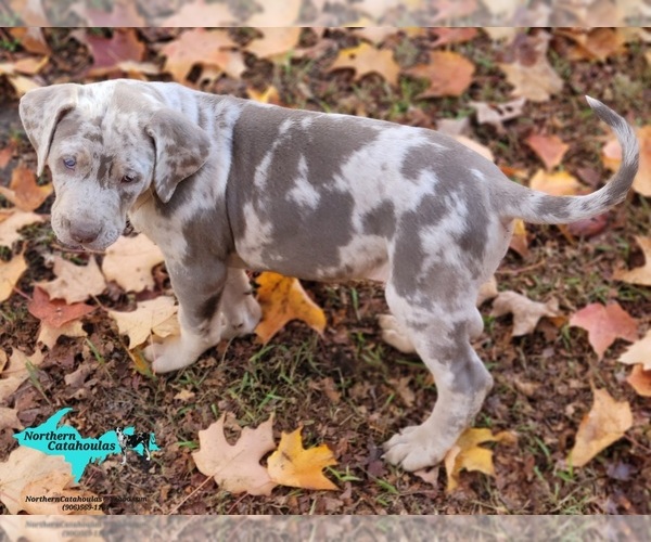 Medium Photo #3 Catahoula Leopard Dog Puppy For Sale in MORAN, MI, USA