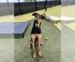 Small #2 Doberman Pinscher Mix