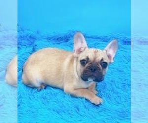 French Bulldog Puppy for sale in SANDY HOOK, KY, USA