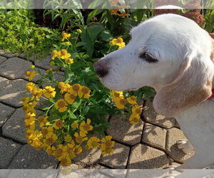 Bangles - Male Beagle-Unknown Mix Dog for Adoption - Photo #2