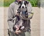 Small #2 American Staffordshire Terrier Mix