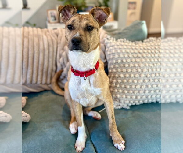 Medium Photo #4 Mutt Puppy For Sale in Canton, CT, USA